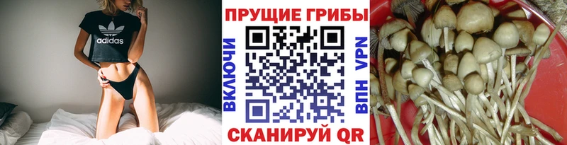 Галлюциногенные грибы Psilocybe Гдов
